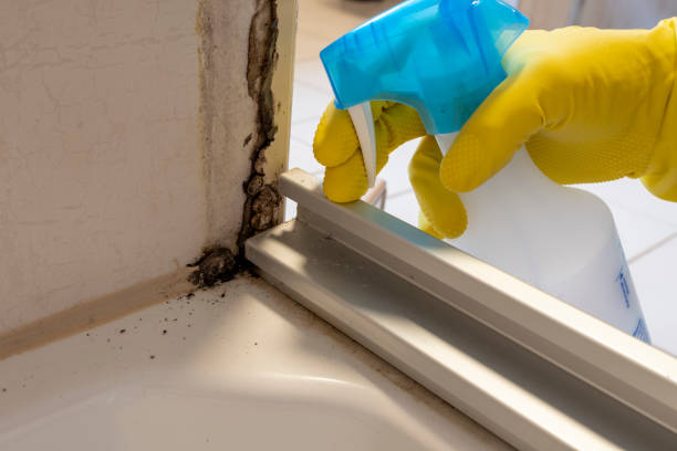 Best Same-Day Mold Removal  in Glade Spring, VA
