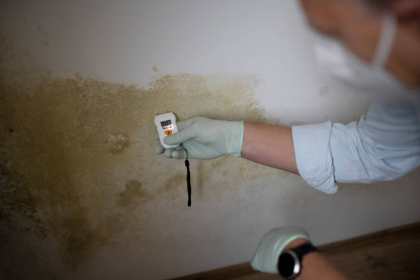 Home Mold Removal in Glade Spring, VA