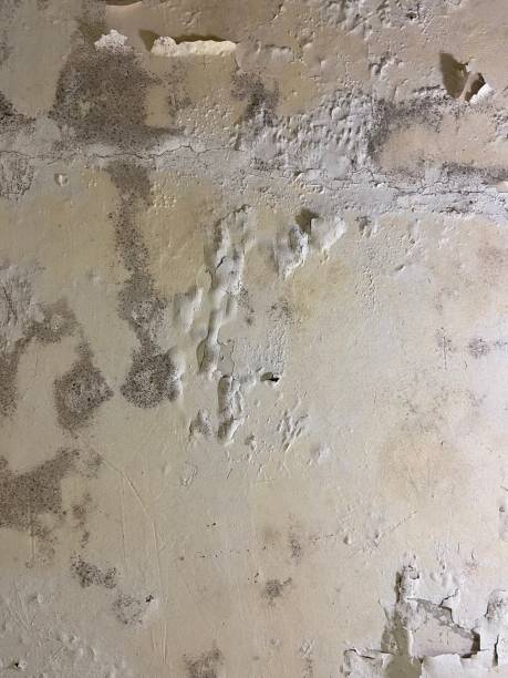 Best Mold Cleaning Services  in Glade Spring, VA