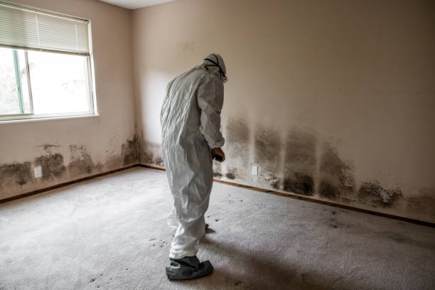 Best Mold Damage Repair  in Glade Spring, VA