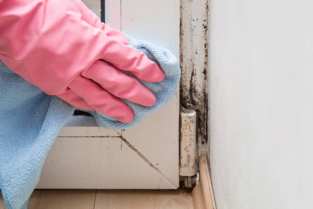 Best Office Mold Removal Services  in Glade Spring, VA