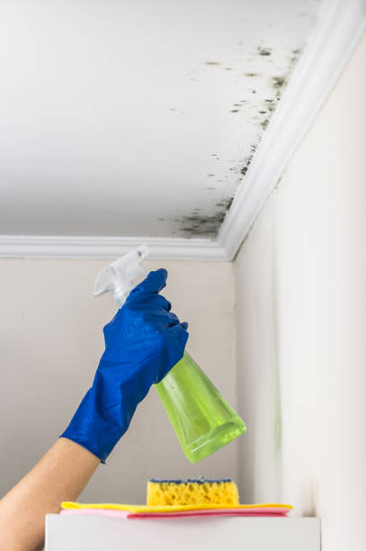Best Residential Mold Removal  in Glade Spring, VA